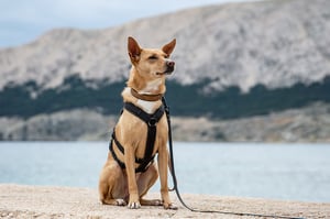 Hund Ginny mit See im Hintergrund