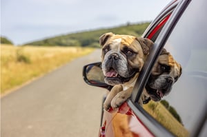 Hund Erich im Subaru